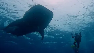 Whale shark floats among thrilled scuba divers in the Galapagos Islands