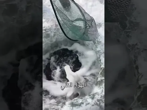 لماذا تقفز الأسماك على الجليد السبب سيفاجئك #shorts