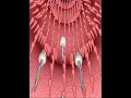 Download Lagu Fertilization Processes (3D Animation)