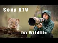Testing the Sony A7V: Wildlife Filmmaking and Photography