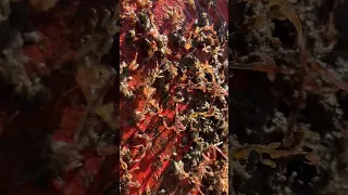 Monsters from the Ocean 👹