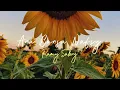 Download Lagu Ana Bansa Nafsu - Ramy Sabry - speed up - Screenshotkehidupan