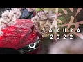 Lagu MAZDA3 Unofficial PV | Amazing Japanese Sakura and Soul Red | Not only CX-60.The beauty of MAZDA
