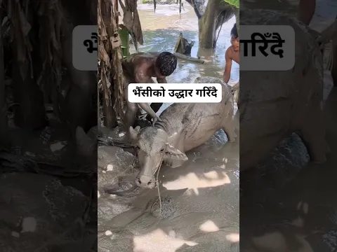 nepal ko badhima uddar gardai bhaisi vetiyo