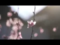 Aesthetic by Tollan Kim (Official Audio) (Sped Up)