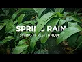 Download Lagu Spring Rain | 8 Hours of rain falling on leaves | Relaxation | Meditation | Fall asleep fast