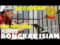 Lagu NYATA❗BANYAK DICARI PENJELASAN NYATA CUCAK IJO BONGKAR ISIAN🔥|| KUPAS DISINI RUMUS BONGKAR ISIAN