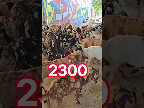 Tuesday, September 8, 2026 #goat farm Bakra Mandi