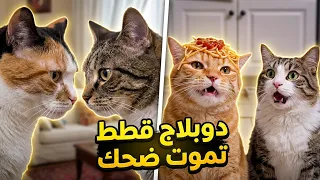 تجميع فيديوهات دوبلاج القطط كاملة    دندنها