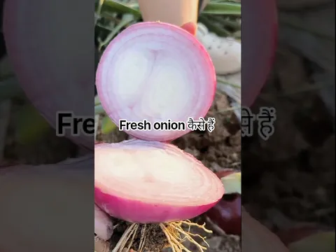 आखिर fresh onion कैसे हैं।। #shorts #youtubeshorts #onion #farming #farm