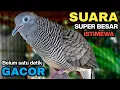 Download Lagu Perkutut Lokal Gacor Suara Kung Besar Pancingan Burung Perkutut Agar Bunyi.