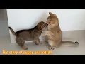Download Lagu So funny!How does a Shiba Inu puppy react when it meets a kitten for the first time in the morning?