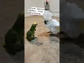 Download Lagu sisu #birds #cockatoos #cockatoobird #cockatoo #sisu #pet #funny #parrot #bird #amazon
