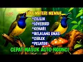 Download Lagu Cepat masuk auto ngunci‼️Masteran sogon full isian mewah