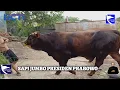Download Lagu Sapi Jumbo Presiden Prabowo | SIS | Kamis, 29 Mei 2025