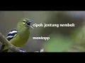 Download Lagu CIPOH JANTUNG NEMBAKKKK