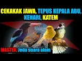 Download Lagu MASTER  CEKAKAK JAWA, TEPUS KEPALA ABU, KENARI, KAPAS TEMBAK Jeda Terapi air dan burung bersahutan.