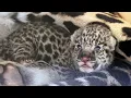 Download Lagu Jaguar Cub Born at Alexandria Zoo