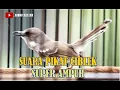 Download Lagu SUARA PIKAT CIBLEK AMPUH
