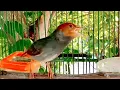 Download Lagu Narung Emosi Suara PIKAT Prenjak kepala Merah Gacor LANTANG merayu prenjak betina