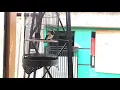 Lagu Jalak suren nembak di kandang lovebird