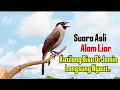 Lagu Pikat kutilang TUA HUTAN paling gacorr di alam liar, 100℅ kutilang liar langsung ngumpul 🦅