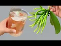 Download Lagu 100 keer sterker dan knoflook! De zwakste orchidee wordt direct sterk en bloeit.