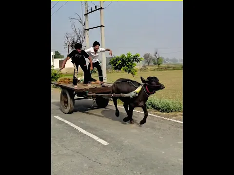 Village Boys vs Urban Boys??😱😱 #viral #shorts