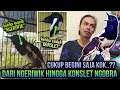 Download Lagu CUMA BEGINI SAJA ⁉️ KACER NGERIWIK JADI KONSLET DAN BUKA EKOR || RAWATAN KACER BUKA EKOR KONSLET