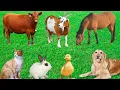 Download Lagu Funny Animal Sounds: Cow, Elephant, Sheep, Horse, Monkey, Bird, Dog, Cat-Animals Sounds.