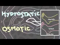Hydrostatic and osmotic pressure Introduction to