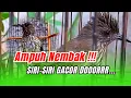 Lagu NEMBAK FULL RAPET❗❗ SIRI-SIRI KECIL GACOR COCOK UNTUK ISIAN MASTERI BURUNG KICAU #sirisiri