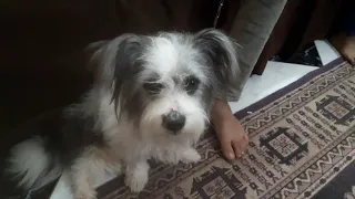 اشترينا  كلب لولو هو هو دندنها