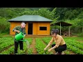 Download Lagu Improve the soil to make a vegetable garden, go to the market to buy vegetable seeds l Lý Thị Sai