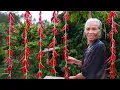 Lagu 別人不要的辣椒,阿婆摘回30斤做兩種方法拌麵烤雞真過癮|Grandma picked 30 kilograms of peppers to cook noodles and roast chicken