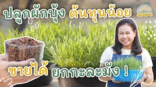 เทคนิคปลูกผักบุ้ง สร้างรายได้ ขายยกกะละมัง | Urban Gardening ปิ๊ง! ไอเดียปลูก