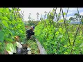 Download Lagu Memilih Hidup Sendirian Di Hutan Damai Dalam Kesepian - Panen sayur Di Kebun Orang Untuk Di Masak
