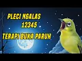 Download Lagu Terapi pleci ngalas 12345 pancingan buka paruh 