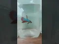 Download Lagu Amazing betta fish #shorts #short #betta #bettafish #tiktok #pargoy
