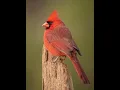 Cardinal as a Spirit Guide - What it Means When You Are Seeing Cardinals Everywhere