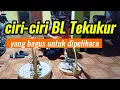 Download Lagu BL tekukur yang wajib dipertahankan, #tekukur #tekukurmania #tekukurindonesia #tekukurgacor