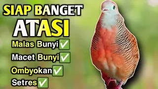 Download Perkutut Lokal Gacor Suara Besar Topcer Banget Untuk Pancingan Perkutut Malas Bunyi (💯%AMPUH) MP3