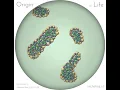 Particle - simulation of Life