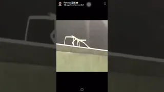 Stick insect dancing
