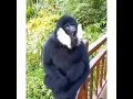 Download Lagu Suara lutung