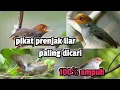 Download Lagu Suara Pikat Prenjak Ribut (tarung) Dijamin Ampuh