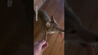 ANIMAL THREAT! WOLF #weavethecoyote #wildlife #dog #animals #cute #love #coyote #pets #foodie #food