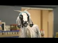 Geico Commercial ScapeGoat