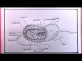 How To Draw Prokaryotic Cell Easy Bacteria