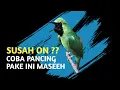 Download Lagu Cucak Ijo Full Besetan Tajam | Pancingan Cucak Ijo Emosi Bongkar Isian